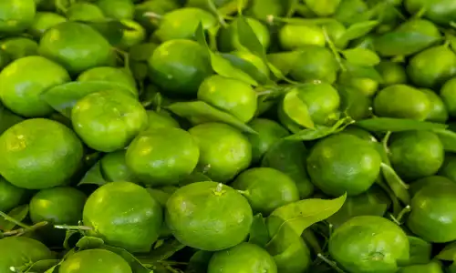 Organic Natural Citrus Aurantium Extract Buyer’s Guide